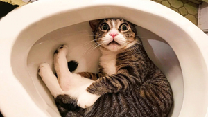 10 смешных фото приколов про котов