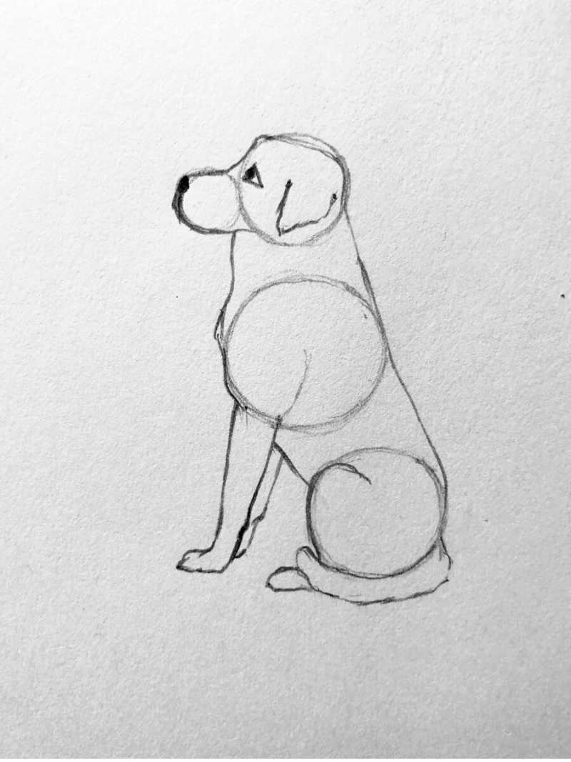 Собака для срисовки карандашом
